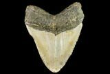 Fossil Megalodon Tooth - North Carolina #109809-2